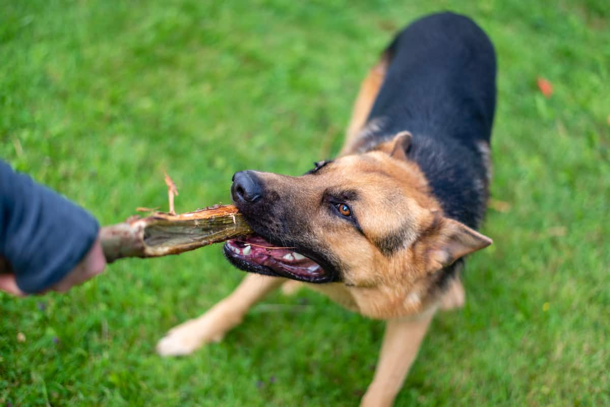 do-german-shepherds-get-cancer-the-german-shepherder