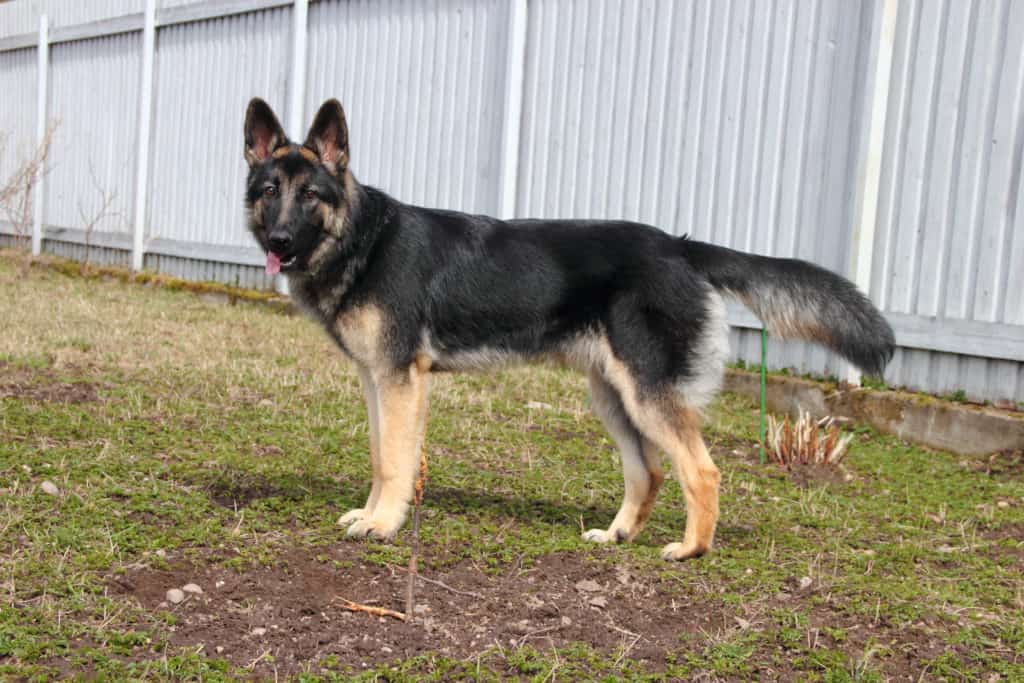 GSD in fenced in yard