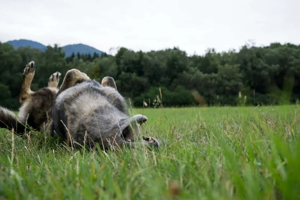 dog rolling in grass