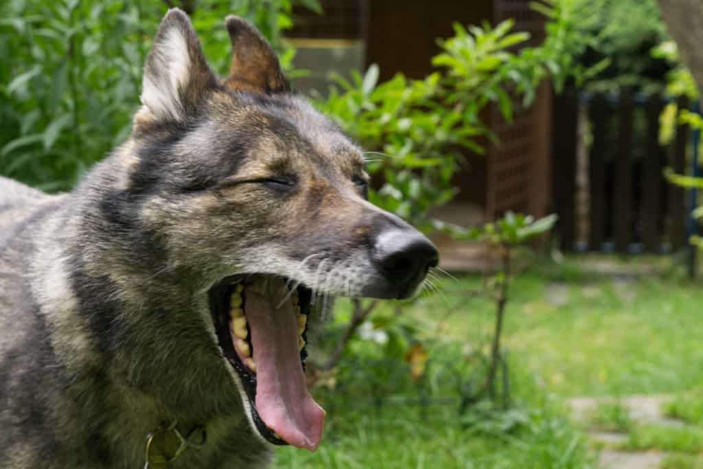 GSD yawning