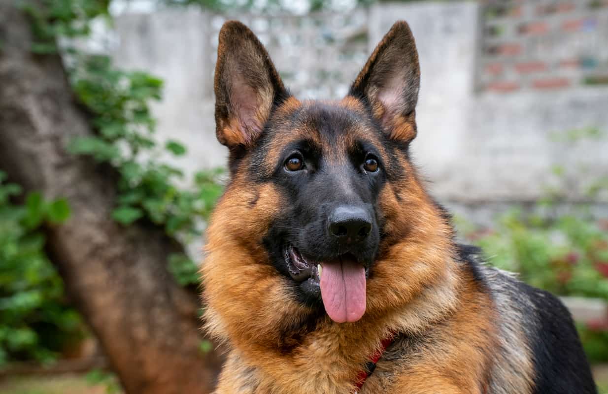 How Long Do German Shepherds Live? A Detailed Guide The German Shepherder