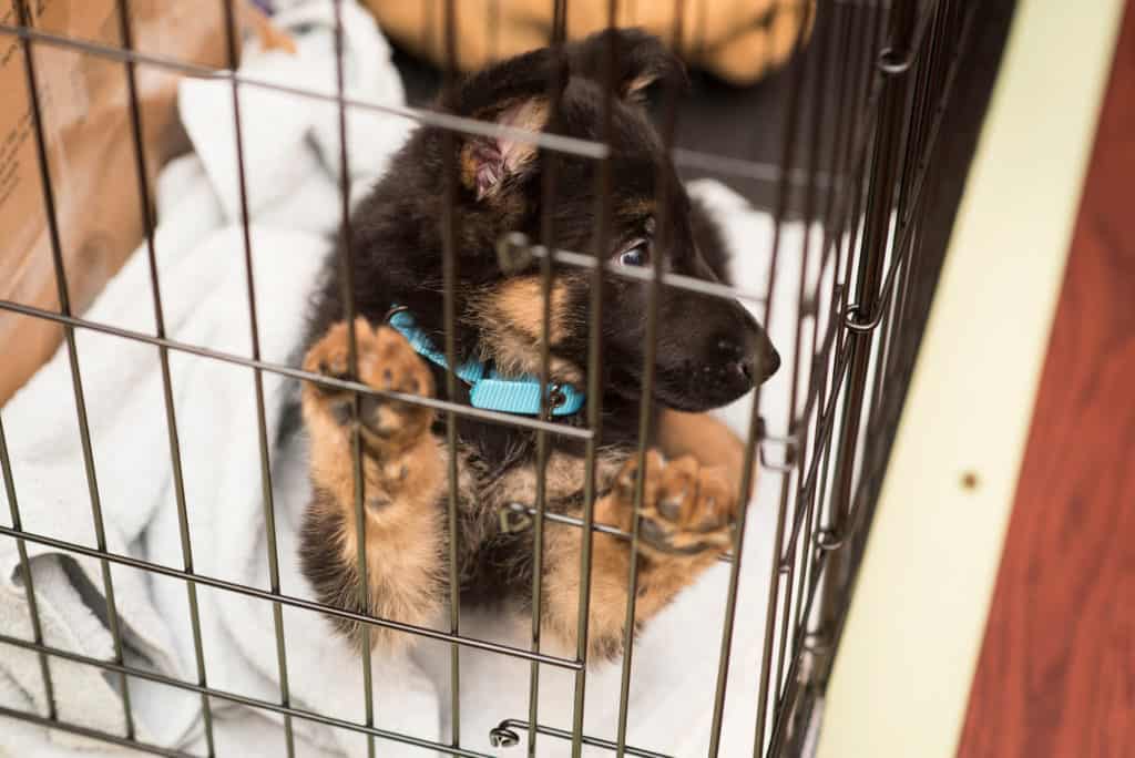 GSD puppy in a crate missing its owner