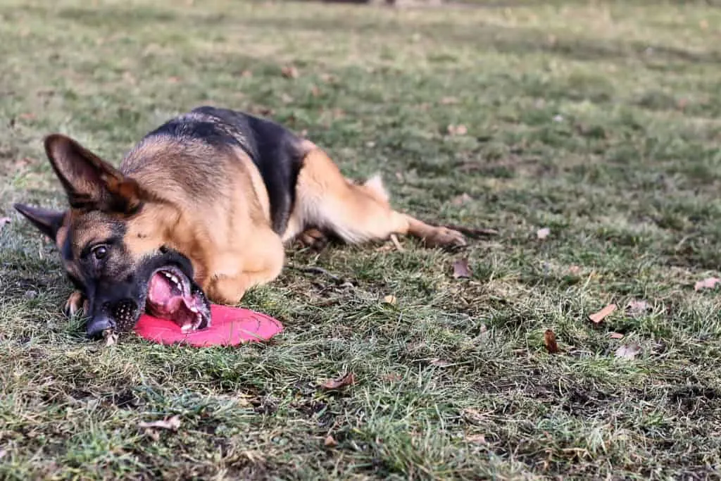 dog getting dirty on ground