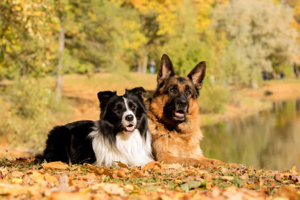 GSD and Border Collie