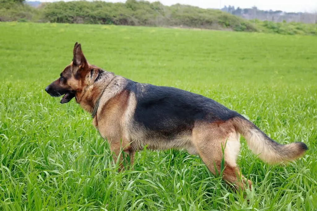GSD with middle positioned tail
