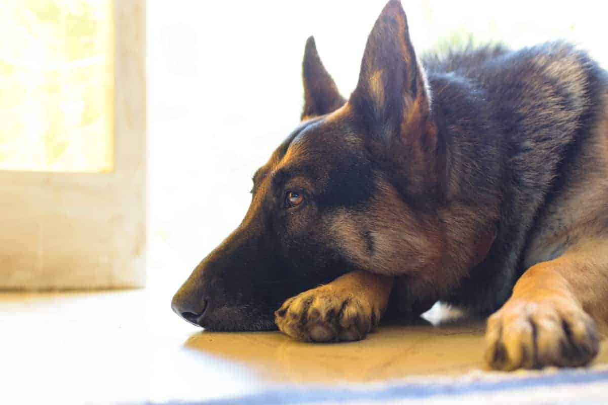 How to Keep a German Shepherd Busy While You’re at Work