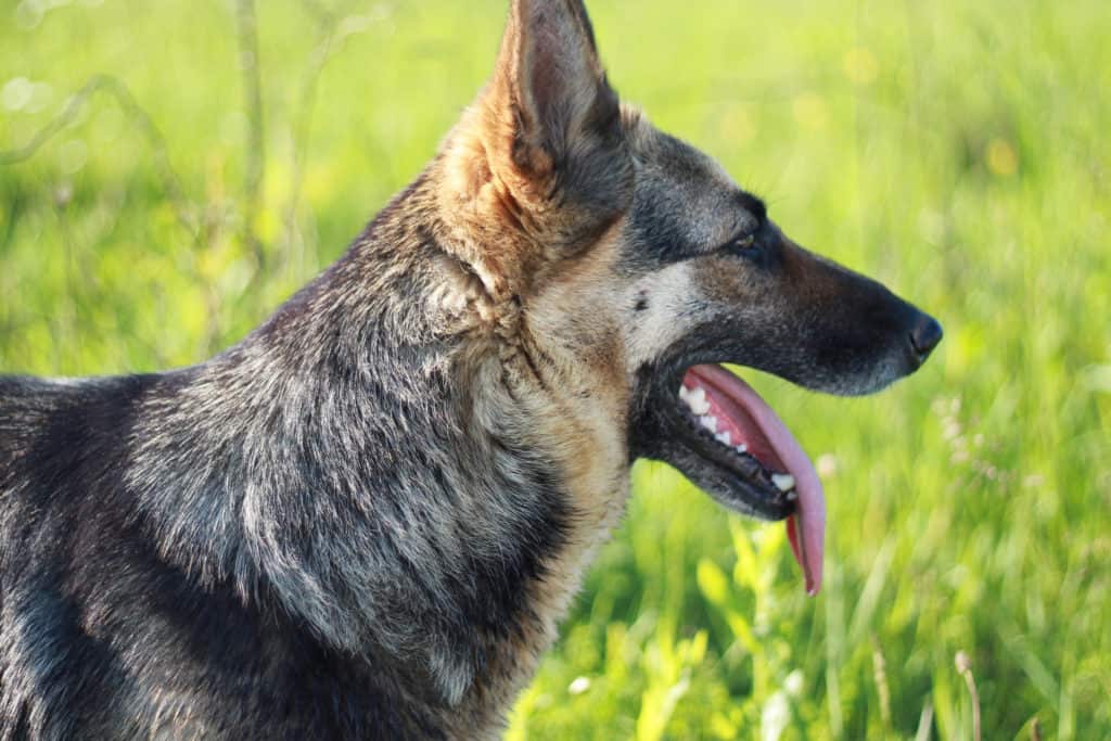 GSD panting tongue out