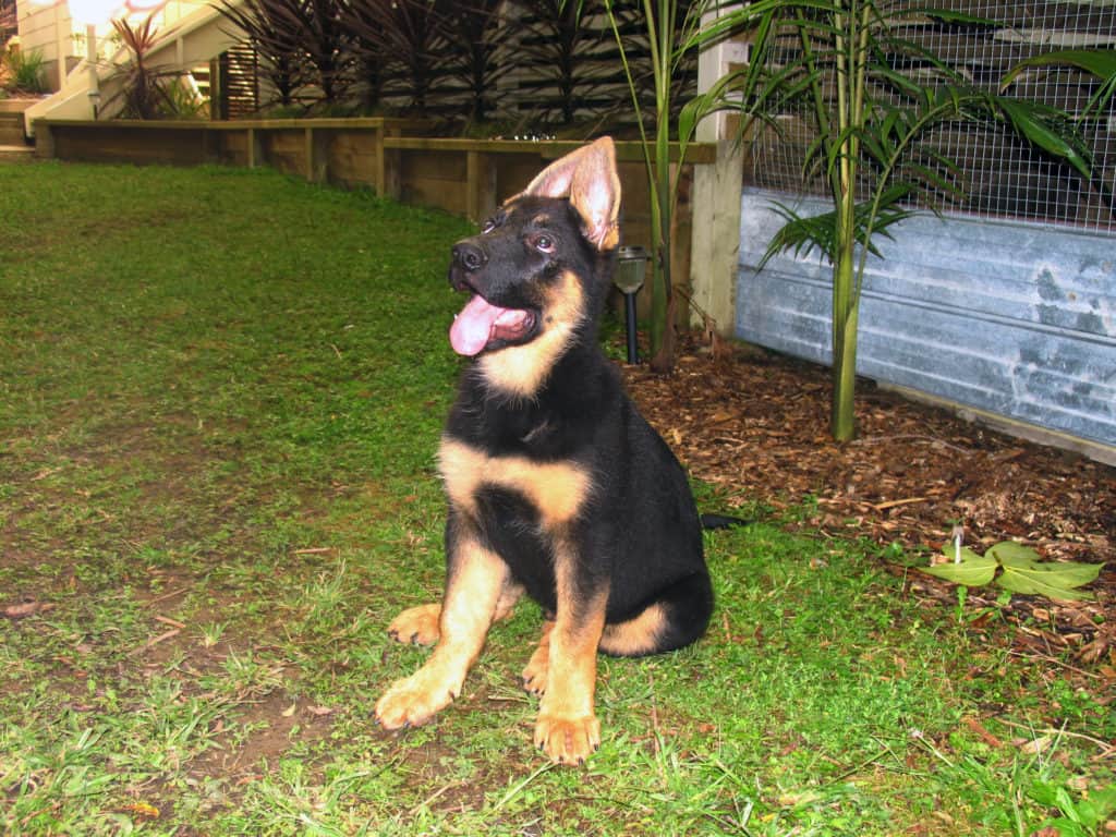 how long is german shepherd puppy stage