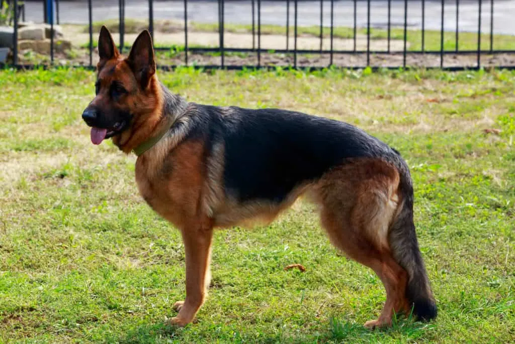 GSD with low hanging tail