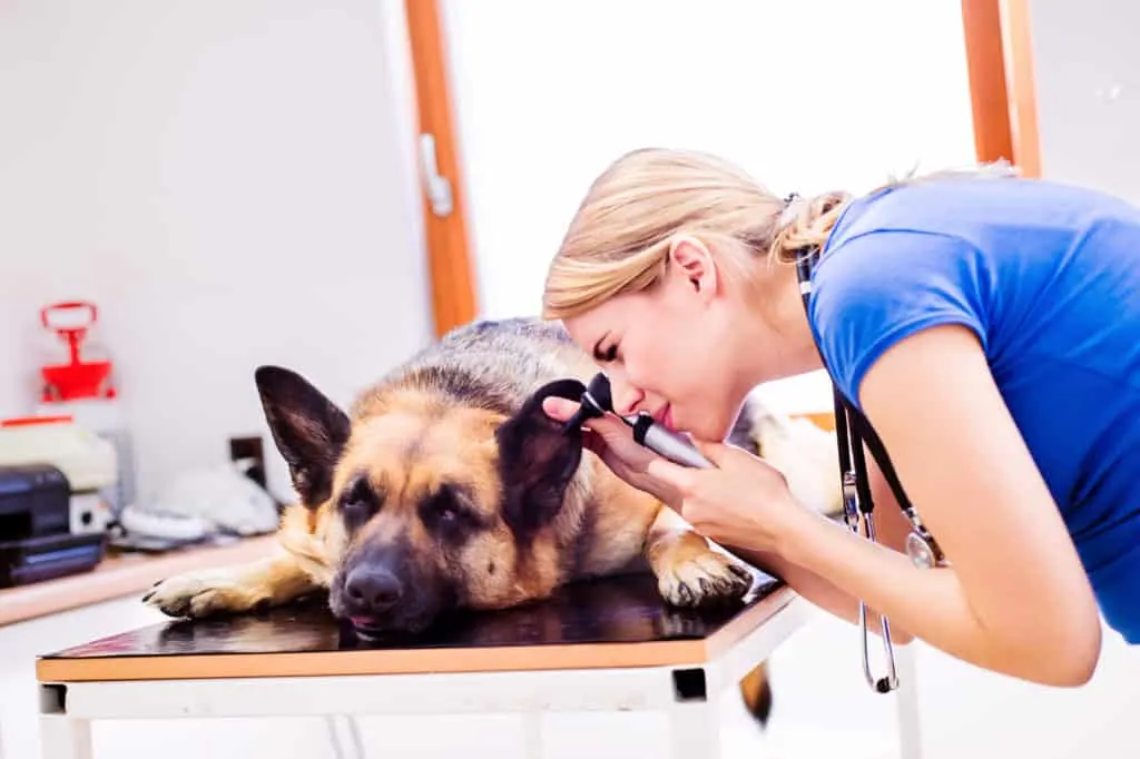 dog getting an ear exam