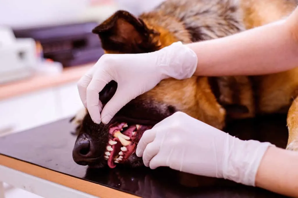dog's teeth being examined