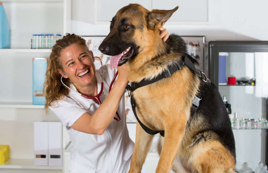  Do German Shepherds Get Cancer The German Shepherder