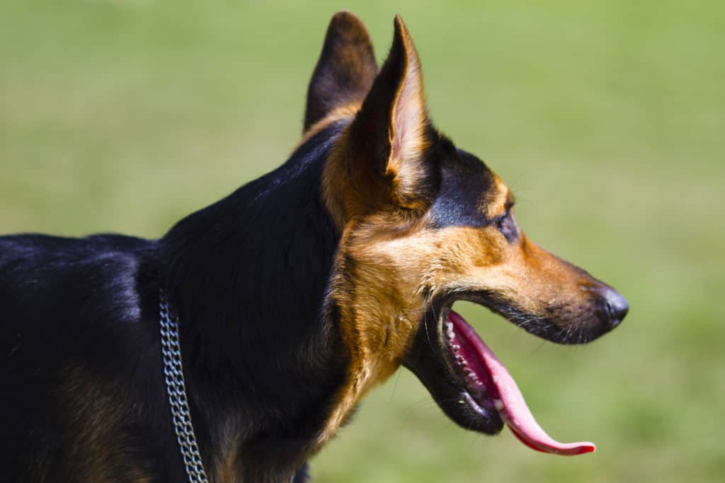 GSD spatulate tongue