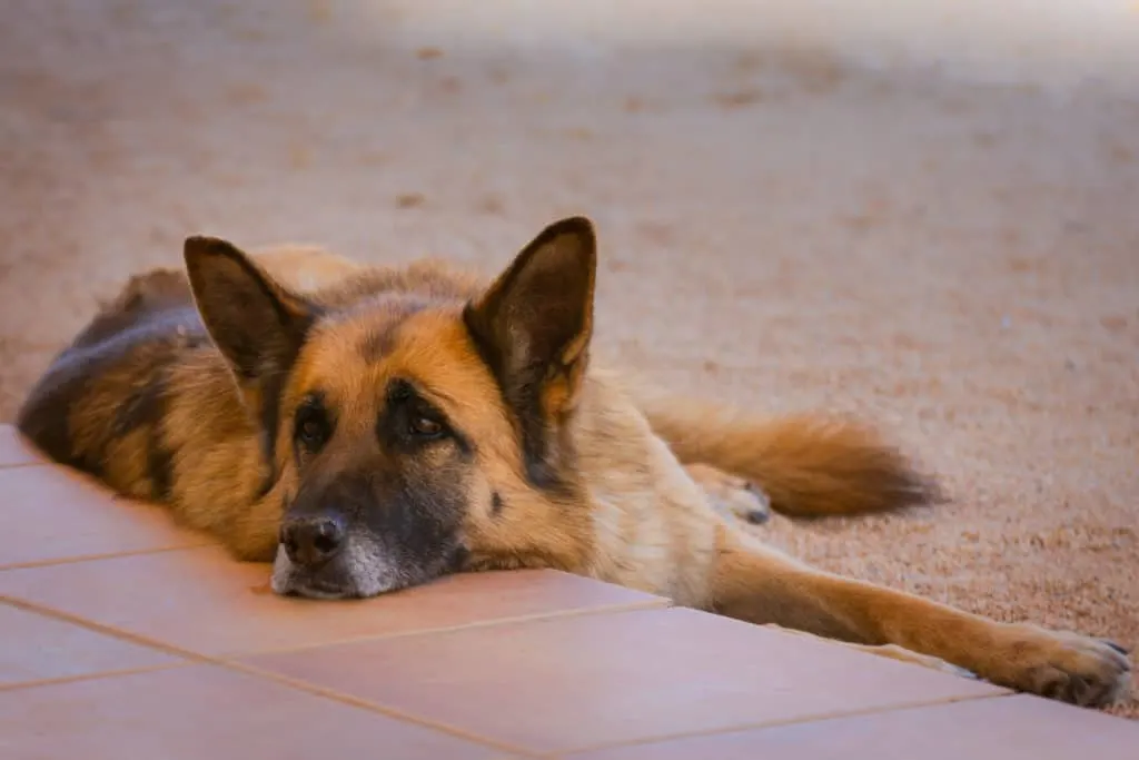 GSD lying down with ears up