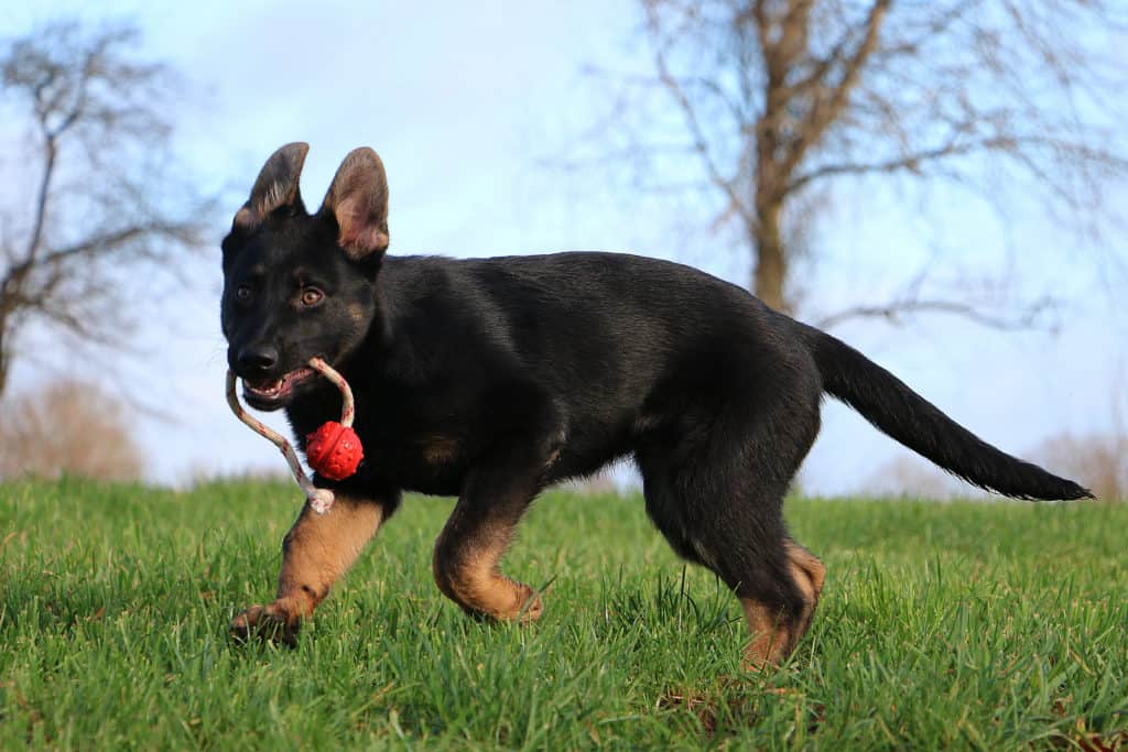 GSD puppy playing with toy in yard