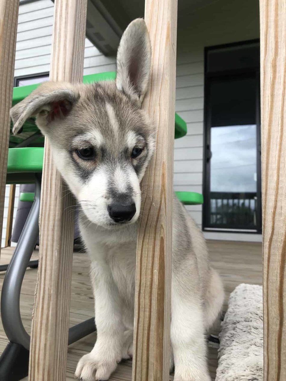 German Shepherd Husky Mix: The Gerberian Shepsky – The German Shepherder