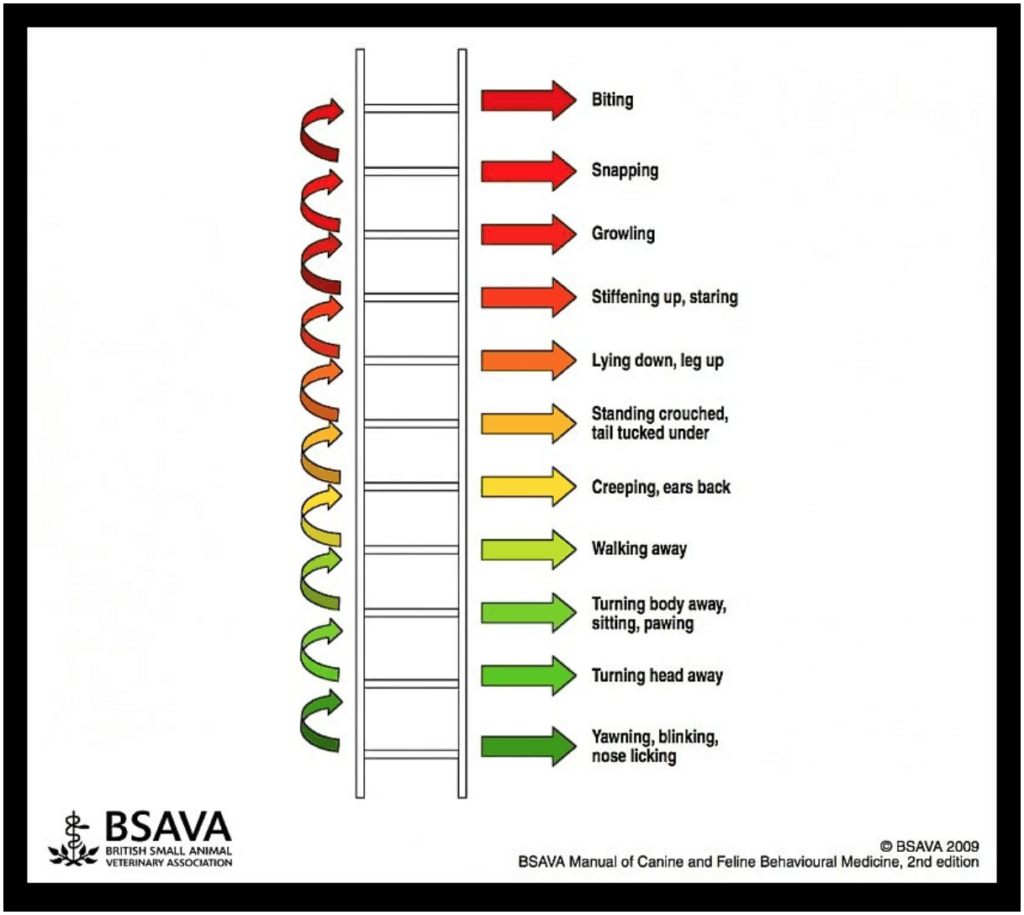 Dog ladder of aggression