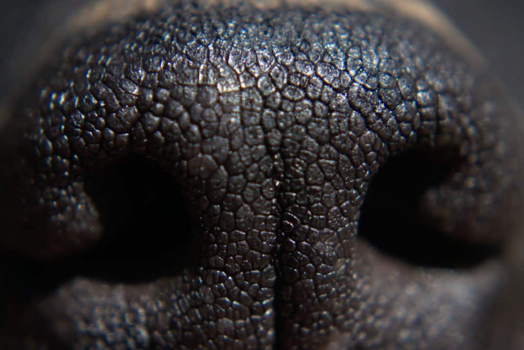 dog nose close-up