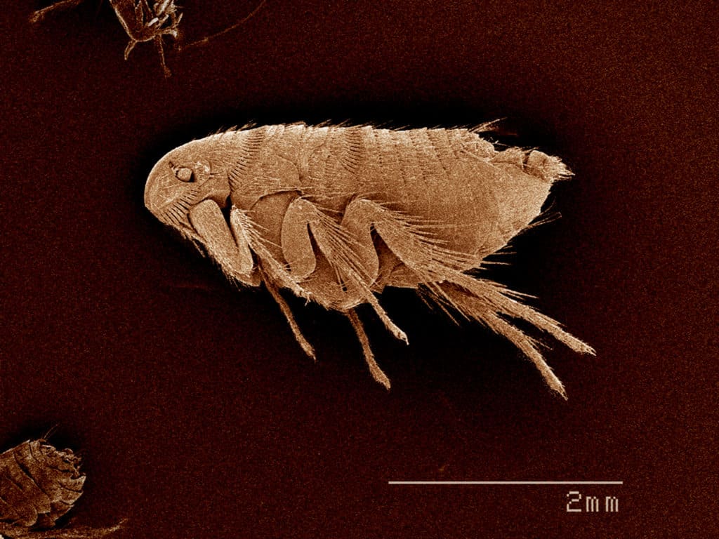 flea closeup magnified