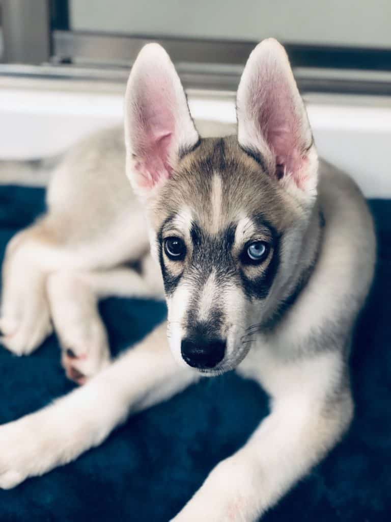 Black German Shepherd Siberian Husky Mix