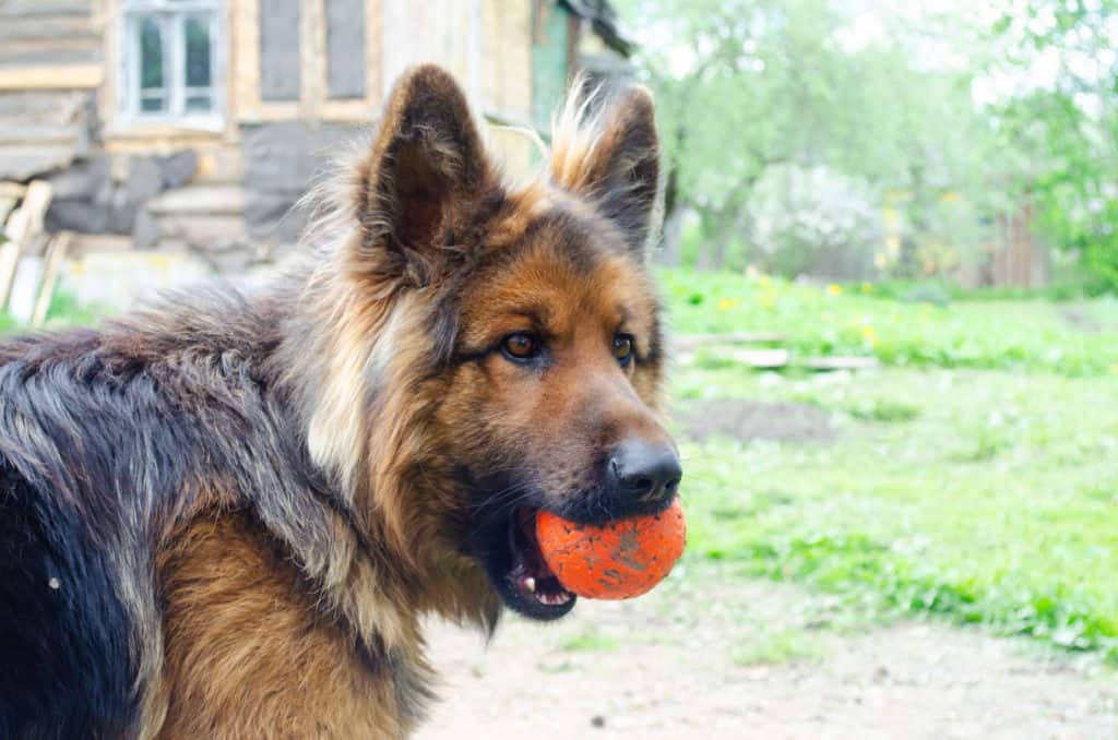 gsd with ball in mouth