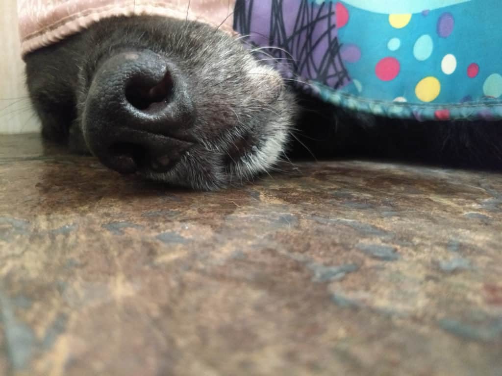 dog hiding under table