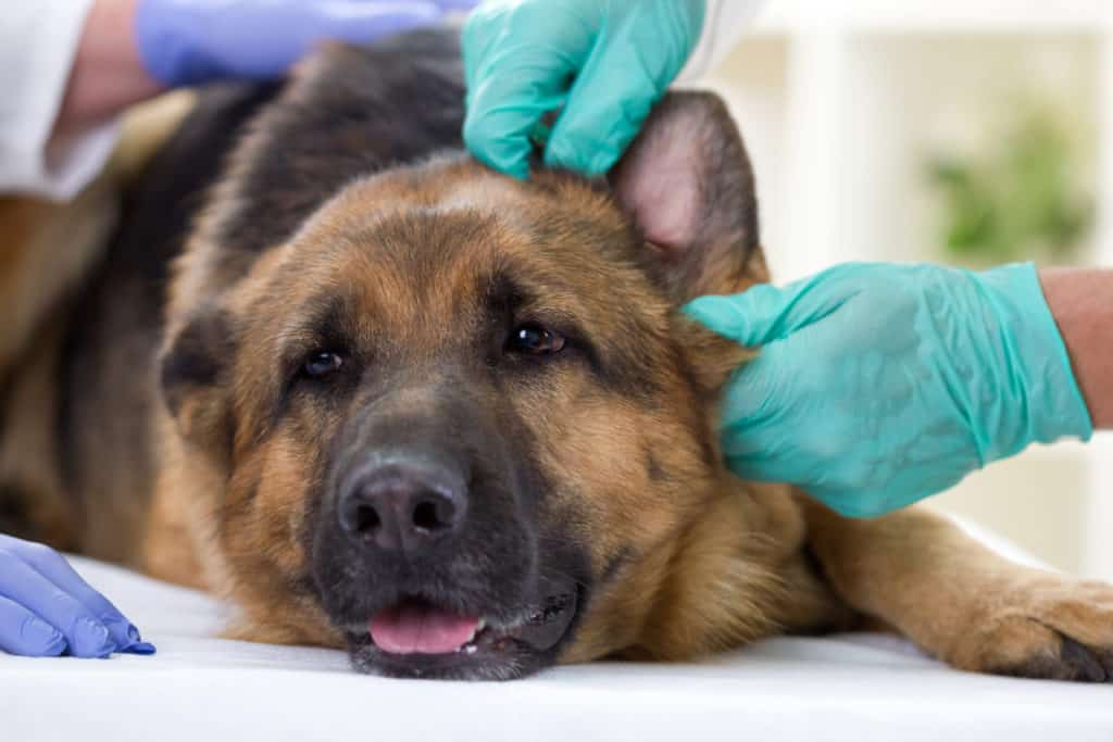 german shepherd getting ears checked