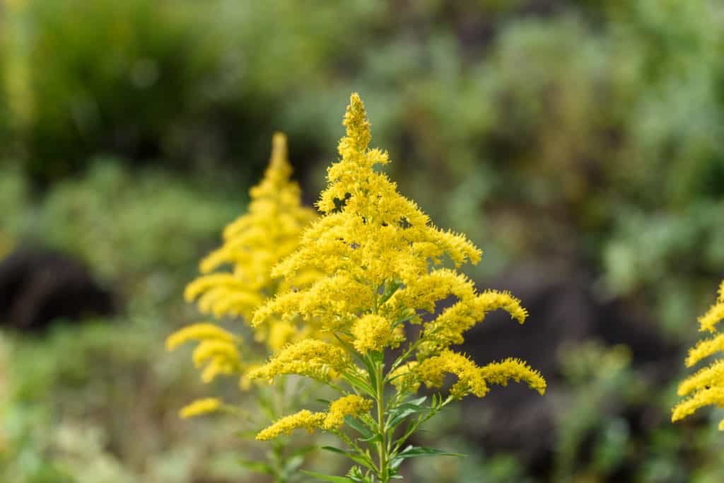 flowers with pollen