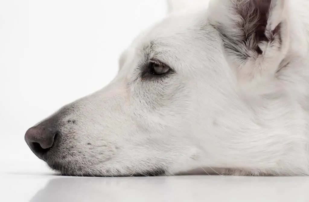 white german shepherd