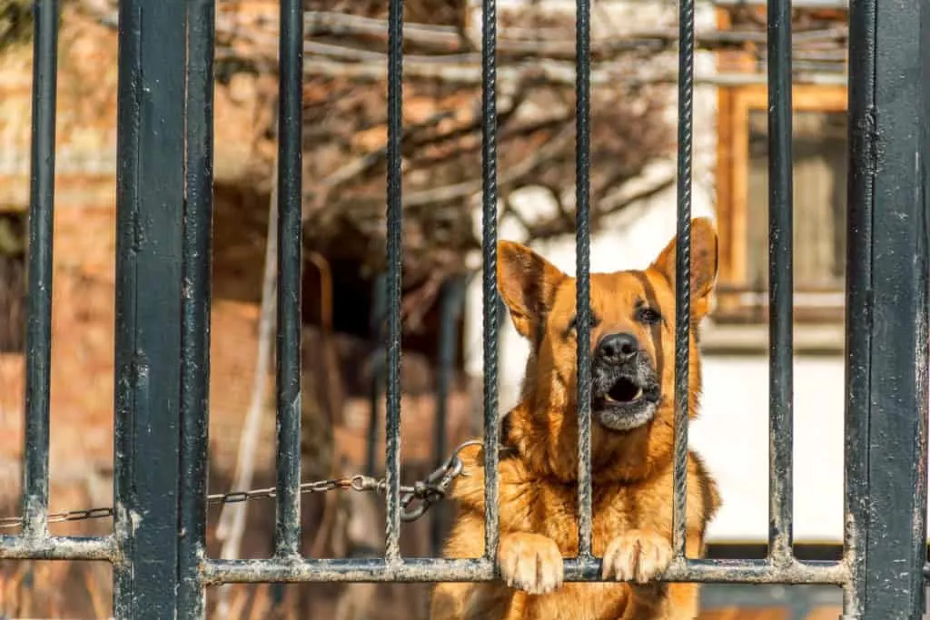 aggressive gsd
