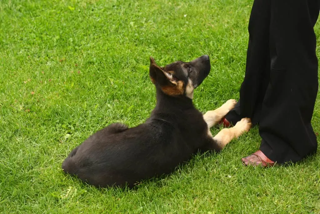 gsd puppy sitting at someone's feet
