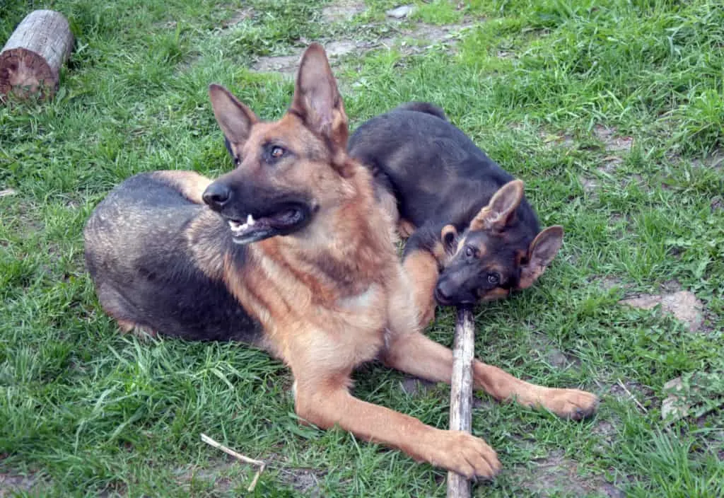 puppy and adult gsd