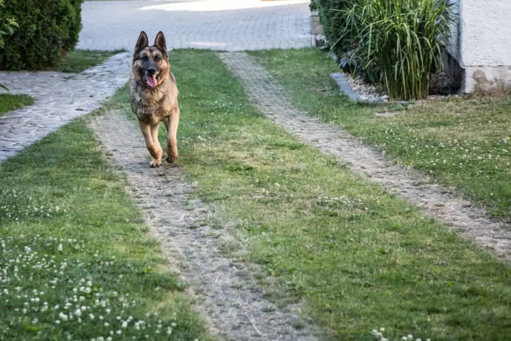 running gsd