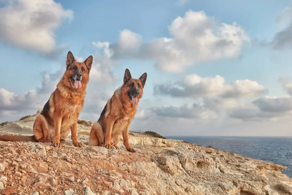 two male german shepherds