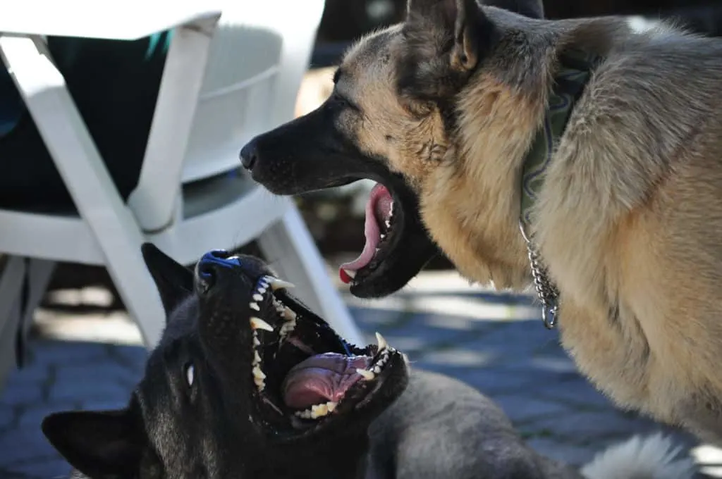 two dogs fighting
