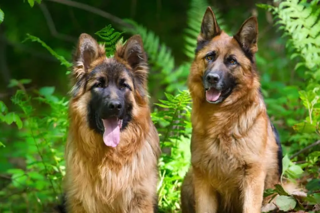 two gsds in park
