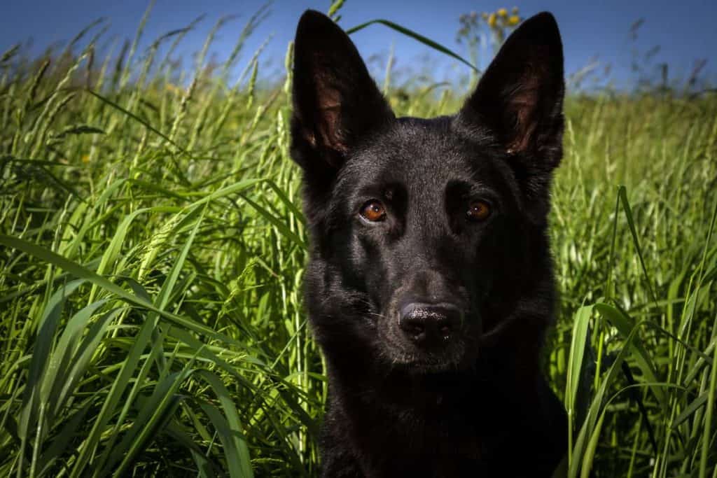 black gsd puppy