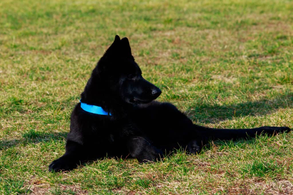 black gsd pup blue collar in grass