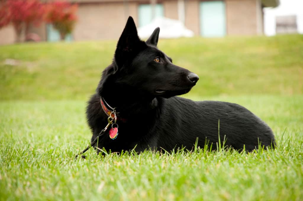 black GSD in grass