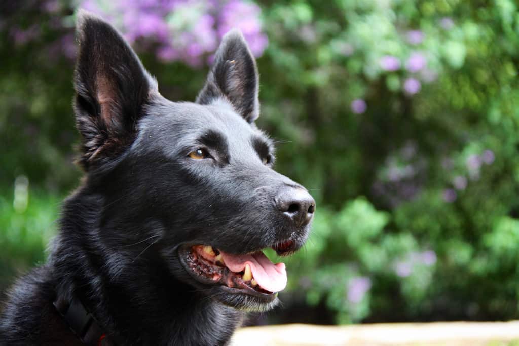 black GSD looking away