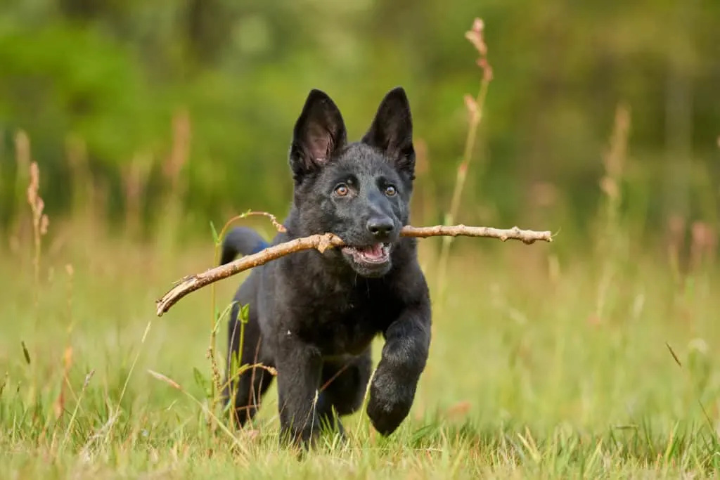 black GSD puppy with stick