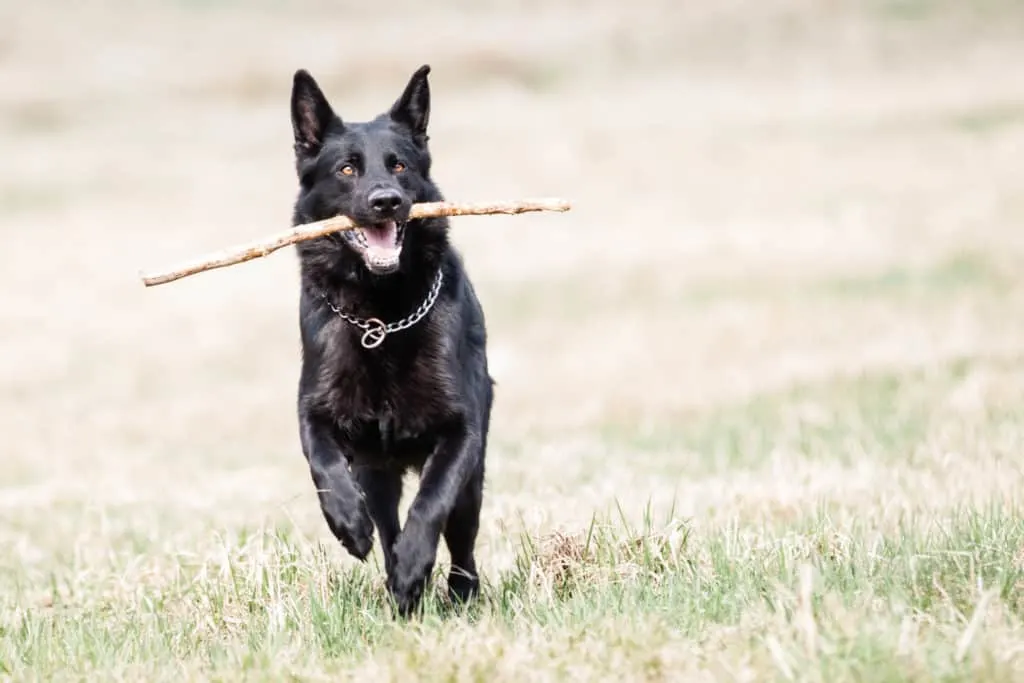 black GSD running with stick