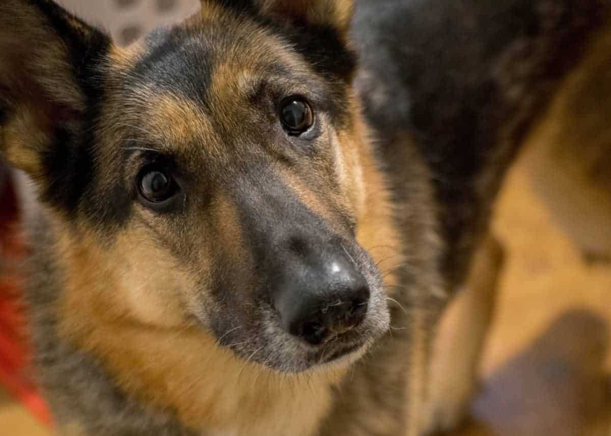How To Care For German Shepherds In Heat The Ultimate Guide The 