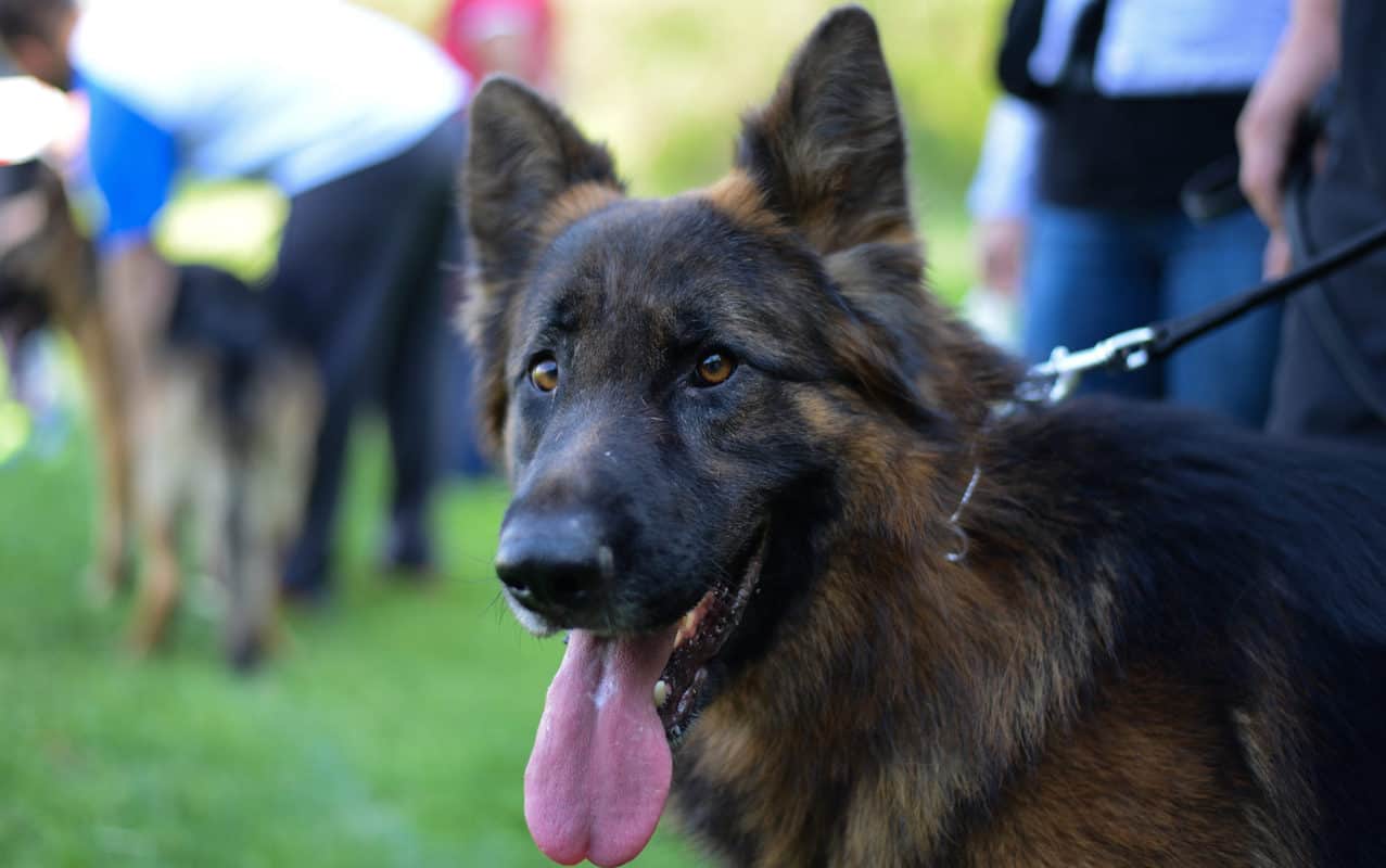 How to Care for German Shepherds in Heat The Ultimate Guide The