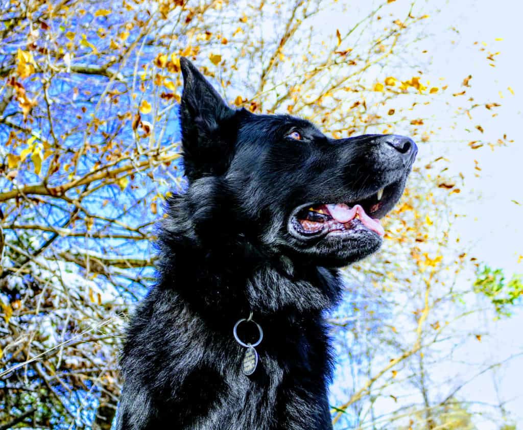 long hair black GSD