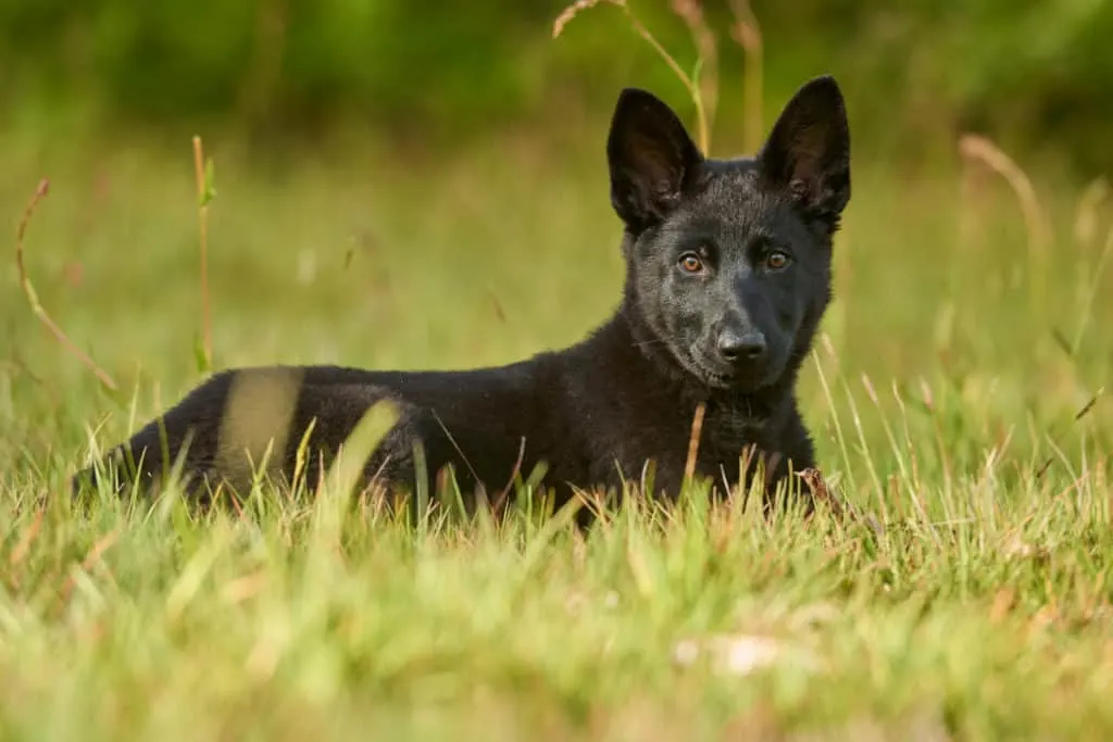 black GSD puppy in grass 