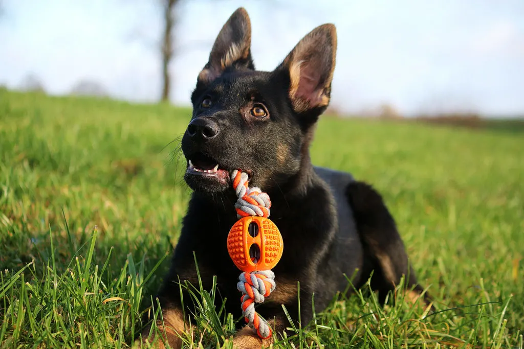 GSD puppy with toy