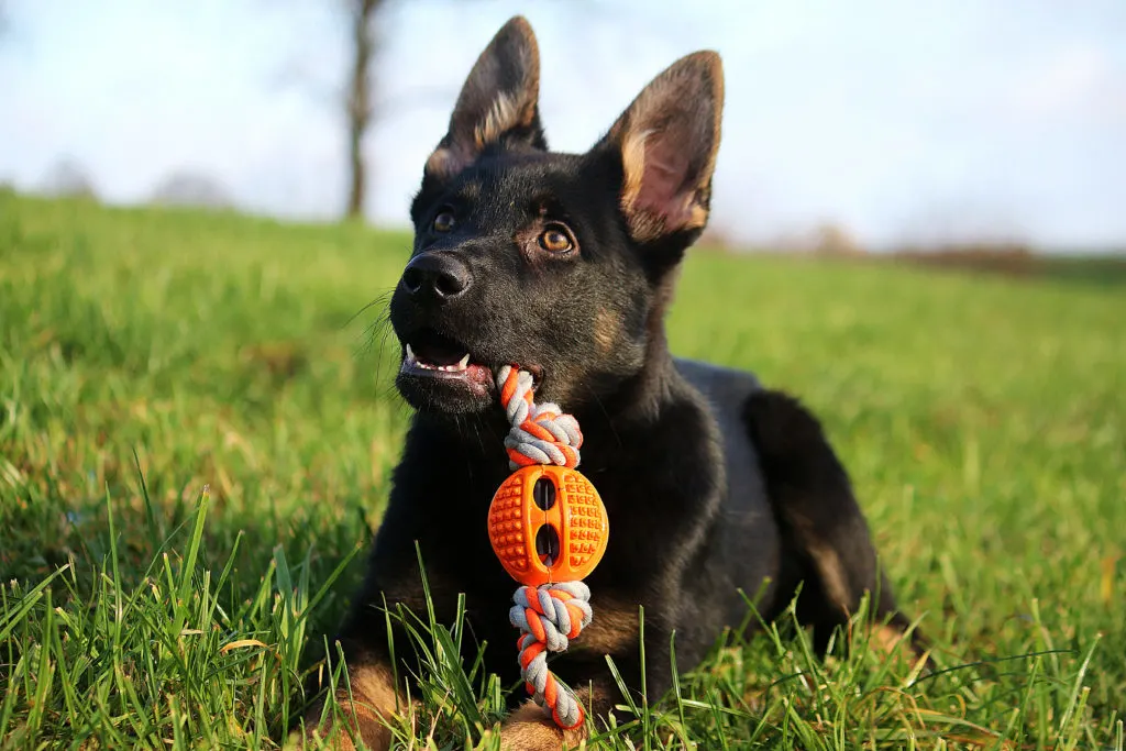 Top 5 Toys for Bored German Shepherds – GSD Colony