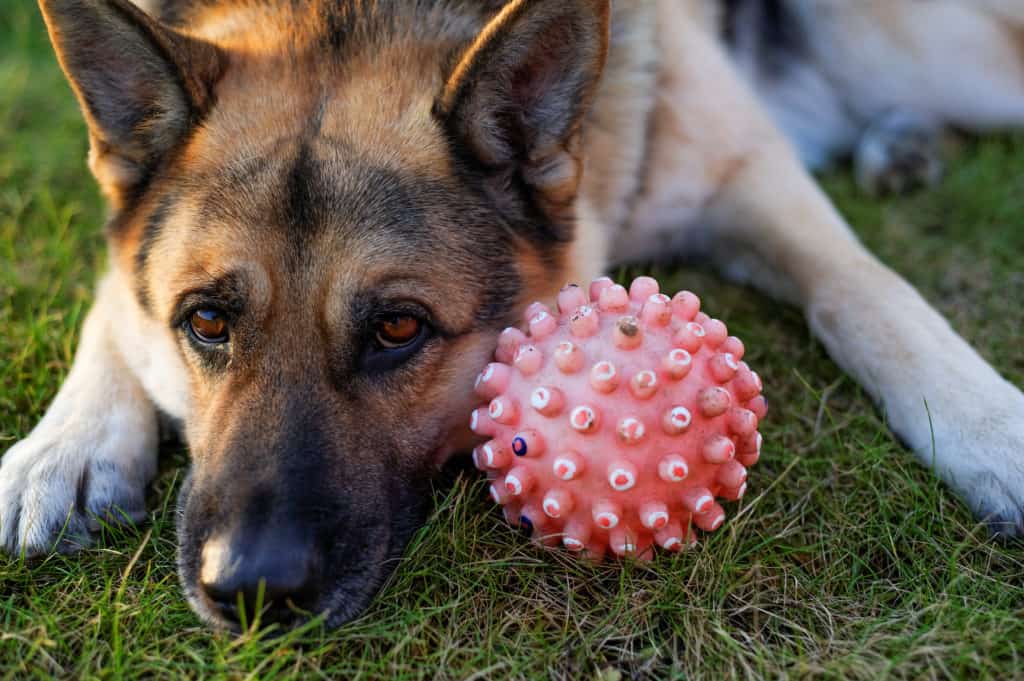 3 Places To Get Deals On Dogs Available For Sale