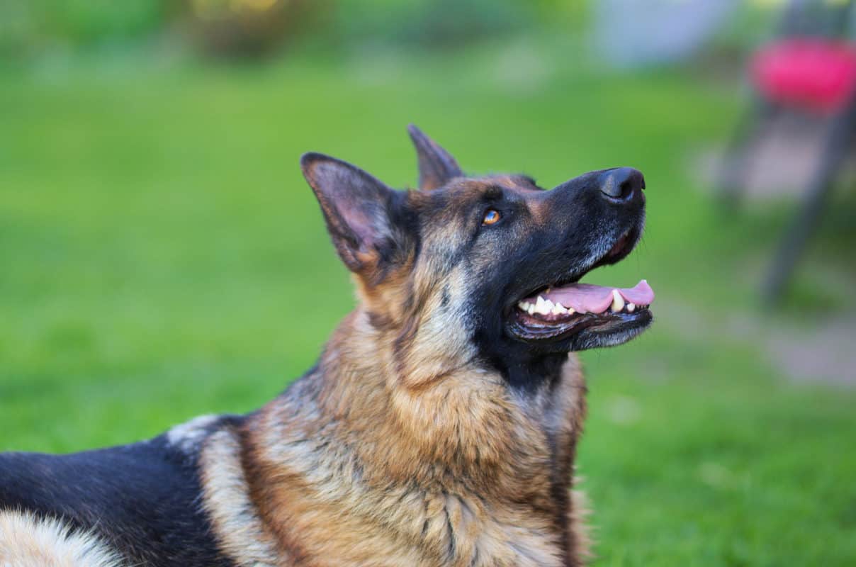 Are German Shepherds Good With Kids? – The German Shepherder